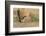 Arizona, Amado. Greater Roadrunner with Lizard-Jaynes Gallery-Framed Photographic Print