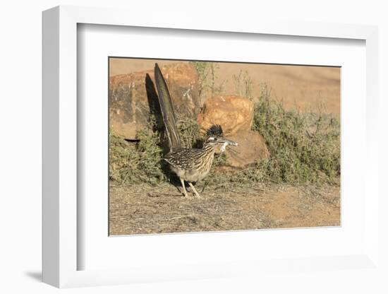 Arizona, Amado. Greater Roadrunner with Lizard-Jaynes Gallery-Framed Photographic Print