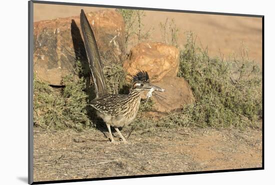 Arizona, Amado. Greater Roadrunner with Lizard-Jaynes Gallery-Mounted Photographic Print