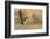 Arizona, Amado. Greater Roadrunner with Lizard-Jaynes Gallery-Framed Photographic Print