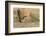 Arizona, Amado. Greater Roadrunner with Lizard-Jaynes Gallery-Framed Photographic Print