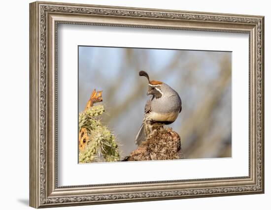 Arizona, Amado. Male Gambel's Quail Close-Up-Jaynes Gallery-Framed Photographic Print