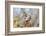 Arizona, Amado. Male Gambel's Quail Close-Up-Jaynes Gallery-Framed Photographic Print