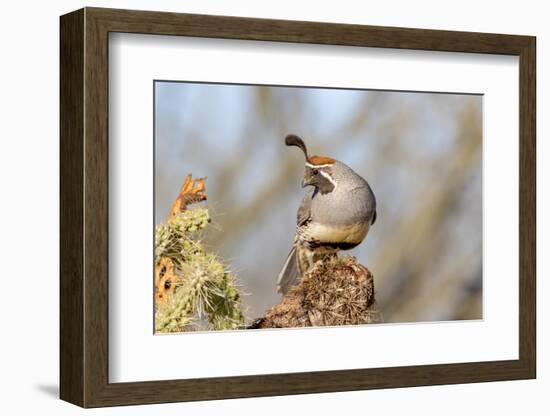 Arizona, Amado. Male Gambel's Quail Close-Up-Jaynes Gallery-Framed Photographic Print