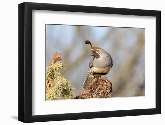 Arizona, Amado. Male Gambel's Quail Close-Up-Jaynes Gallery-Framed Photographic Print