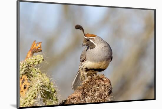 Arizona, Amado. Male Gambel's Quail Close-Up-Jaynes Gallery-Mounted Photographic Print