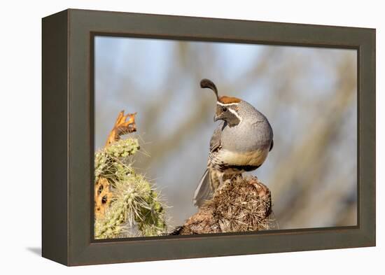 Arizona, Amado. Male Gambel's Quail Close-Up-Jaynes Gallery-Framed Premier Image Canvas