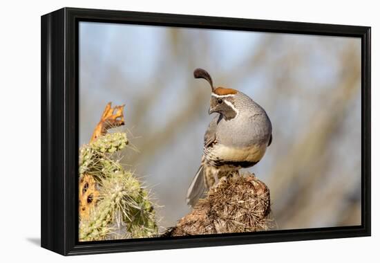 Arizona, Amado. Male Gambel's Quail Close-Up-Jaynes Gallery-Framed Premier Image Canvas