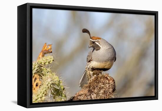 Arizona, Amado. Male Gambel's Quail Close-Up-Jaynes Gallery-Framed Premier Image Canvas