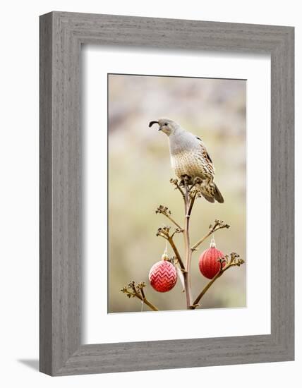 Arizona, Buckeye. Gambel's Quail Atop a Decorated Agave Stalk at Christmas Time-Jaynes Gallery-Framed Photographic Print