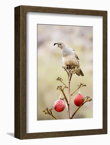 Arizona, Buckeye. Gambel's Quail Atop a Decorated Agave Stalk at Christmas Time-Jaynes Gallery-Framed Photographic Print