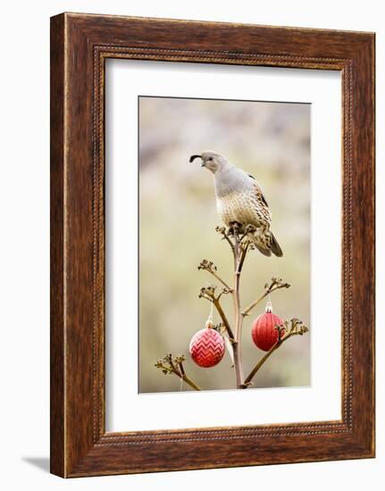 Arizona, Buckeye. Gambel's Quail Atop a Decorated Agave Stalk at Christmas Time-Jaynes Gallery-Framed Photographic Print