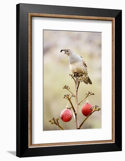 Arizona, Buckeye. Gambel's Quail Atop a Decorated Agave Stalk at Christmas Time-Jaynes Gallery-Framed Photographic Print