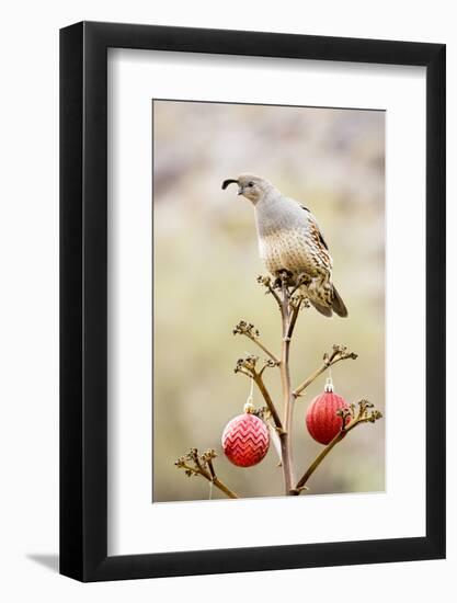 Arizona, Buckeye. Gambel's Quail Atop a Decorated Agave Stalk at Christmas Time-Jaynes Gallery-Framed Photographic Print