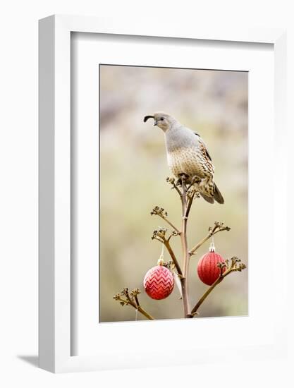 Arizona, Buckeye. Gambel's Quail Atop a Decorated Agave Stalk at Christmas Time-Jaynes Gallery-Framed Photographic Print