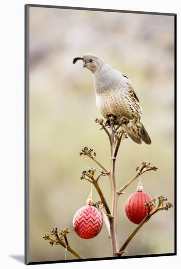 Arizona, Buckeye. Gambel's Quail Atop a Decorated Agave Stalk at Christmas Time-Jaynes Gallery-Mounted Photographic Print
