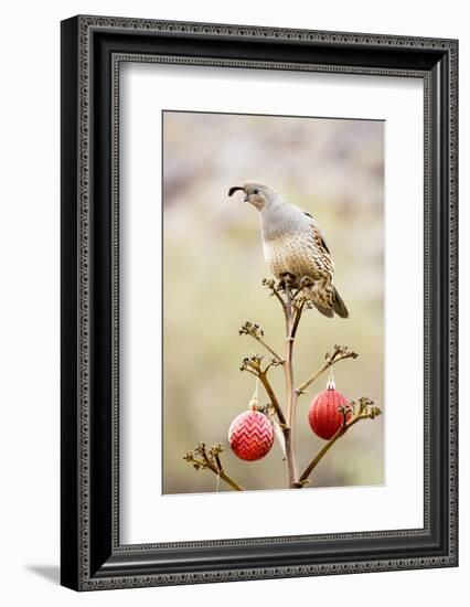 Arizona, Buckeye. Gambel's Quail Atop a Decorated Agave Stalk at Christmas Time-Jaynes Gallery-Framed Photographic Print