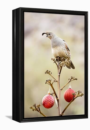 Arizona, Buckeye. Gambel's Quail Atop a Decorated Agave Stalk at Christmas Time-Jaynes Gallery-Framed Premier Image Canvas