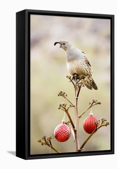 Arizona, Buckeye. Gambel's Quail Atop a Decorated Agave Stalk at Christmas Time-Jaynes Gallery-Framed Premier Image Canvas