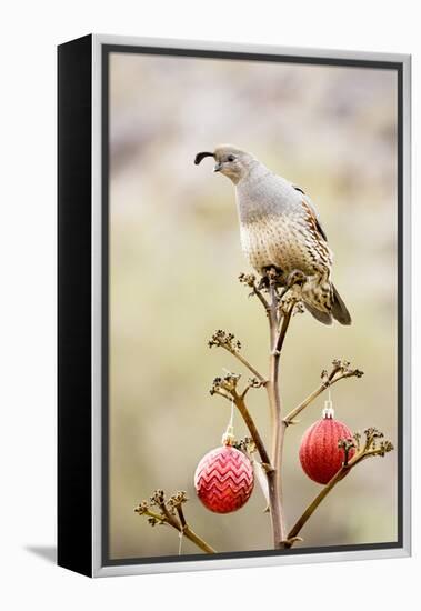 Arizona, Buckeye. Gambel's Quail Atop a Decorated Agave Stalk at Christmas Time-Jaynes Gallery-Framed Premier Image Canvas