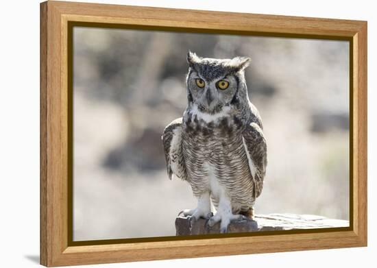 Arizona, Buckeye. Great Horned Owl Perched on House-Jaynes Gallery-Framed Premier Image Canvas