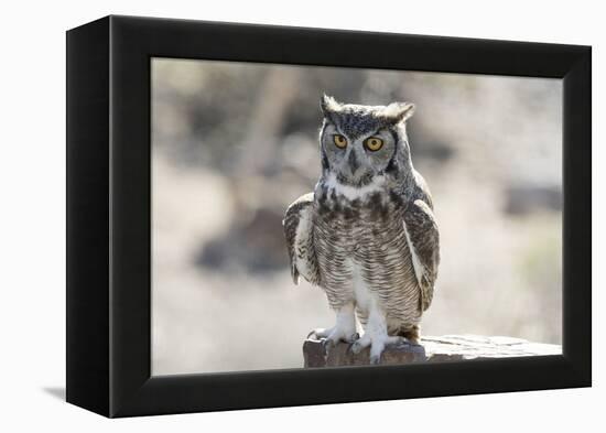 Arizona, Buckeye. Great Horned Owl Perched on House-Jaynes Gallery-Framed Premier Image Canvas