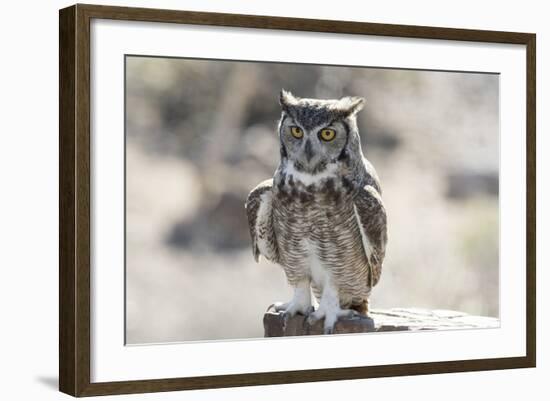 Arizona, Buckeye. Great Horned Owl Perched on House-Jaynes Gallery-Framed Photographic Print