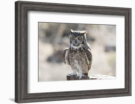 Arizona, Buckeye. Great Horned Owl Perched on House-Jaynes Gallery-Framed Photographic Print