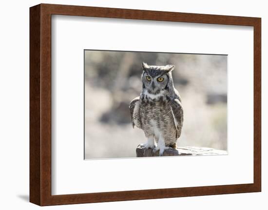 Arizona, Buckeye. Great Horned Owl Perched on House-Jaynes Gallery-Framed Photographic Print