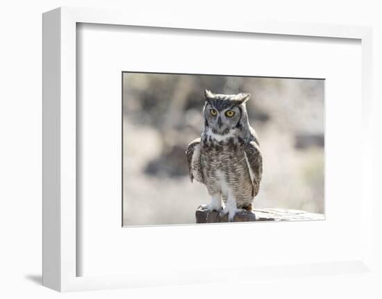 Arizona, Buckeye. Great Horned Owl Perched on House-Jaynes Gallery-Framed Photographic Print
