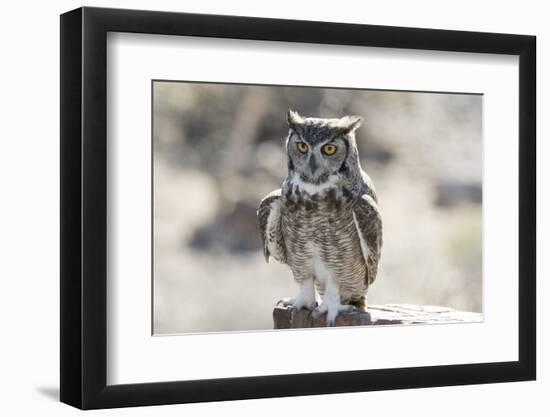 Arizona, Buckeye. Great Horned Owl Perched on House-Jaynes Gallery-Framed Photographic Print