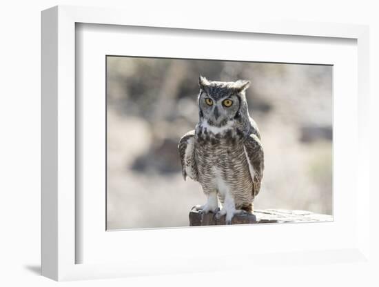 Arizona, Buckeye. Great Horned Owl Perched on House-Jaynes Gallery-Framed Photographic Print