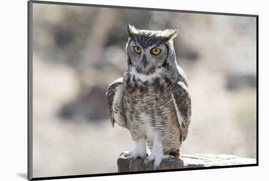 Arizona, Buckeye. Great Horned Owl Perched on House-Jaynes Gallery-Mounted Photographic Print