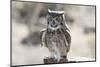 Arizona, Buckeye. Great Horned Owl Perched on House-Jaynes Gallery-Mounted Photographic Print