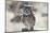 Arizona, Buckeye. Great Horned Owl Perched on House-Jaynes Gallery-Mounted Photographic Print