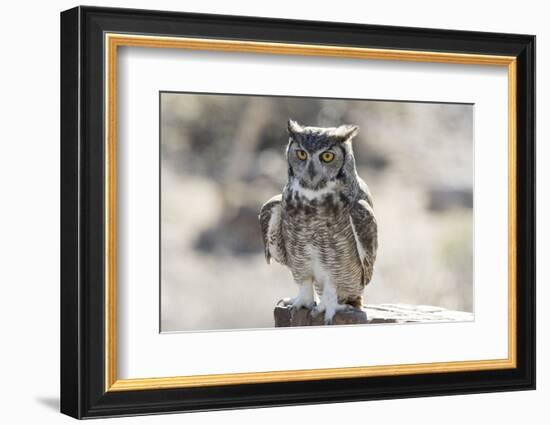 Arizona, Buckeye. Great Horned Owl Perched on House-Jaynes Gallery-Framed Photographic Print