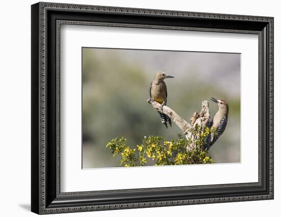 Arizona, Buckeye. Male and Female Gila Woodpeckers on Cholla Skeleton-Wendy Kaveney-Framed Photographic Print