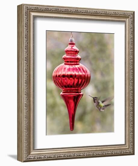 Arizona, Buckeye. Male Anna's Hummingbird Inspects Red Christmas Ornament-Jaynes Gallery-Framed Photographic Print