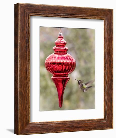 Arizona, Buckeye. Male Anna's Hummingbird Inspects Red Christmas Ornament-Jaynes Gallery-Framed Photographic Print