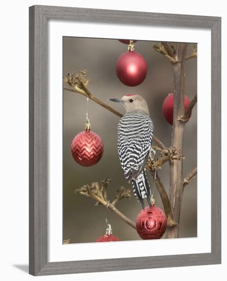 Arizona, Buckeye. Male Gila Woodpecker on Decorated Stalk at Christmas Time-Jaynes Gallery-Framed Photographic Print