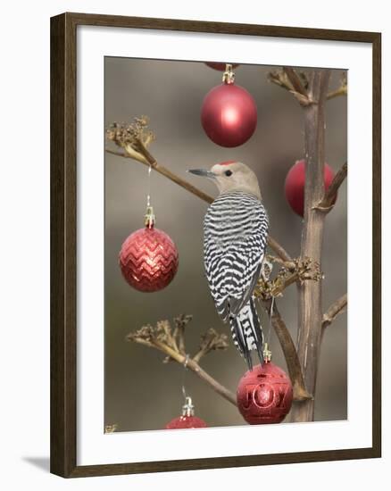 Arizona, Buckeye. Male Gila Woodpecker on Decorated Stalk at Christmas Time-Jaynes Gallery-Framed Photographic Print