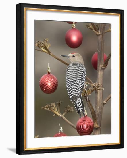 Arizona, Buckeye. Male Gila Woodpecker on Decorated Stalk at Christmas Time-Jaynes Gallery-Framed Photographic Print