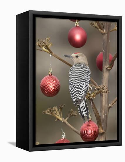 Arizona, Buckeye. Male Gila Woodpecker on Decorated Stalk at Christmas Time-Jaynes Gallery-Framed Premier Image Canvas