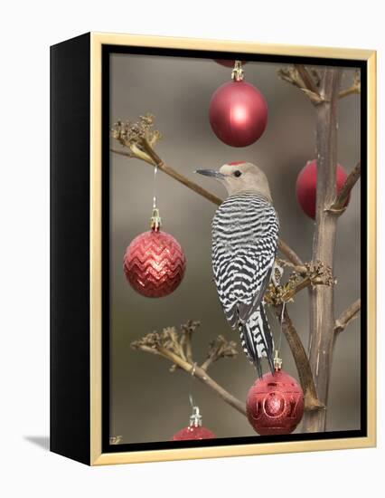 Arizona, Buckeye. Male Gila Woodpecker on Decorated Stalk at Christmas Time-Jaynes Gallery-Framed Premier Image Canvas