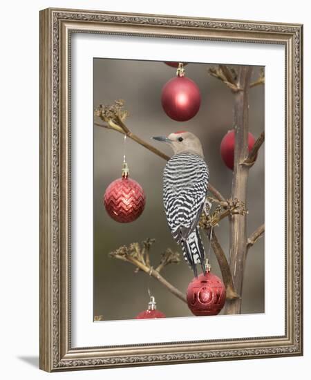 Arizona, Buckeye. Male Gila Woodpecker on Decorated Stalk at Christmas Time-Jaynes Gallery-Framed Photographic Print