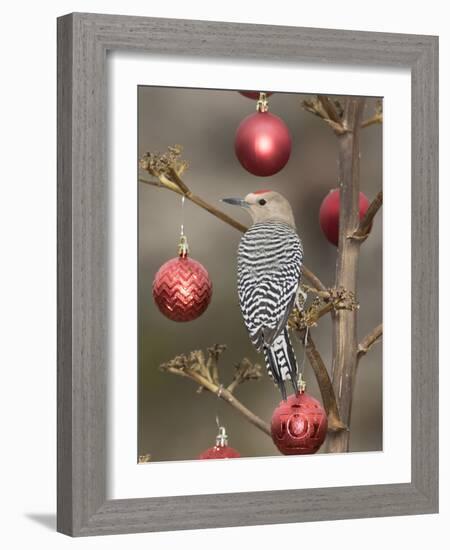 Arizona, Buckeye. Male Gila Woodpecker on Decorated Stalk at Christmas Time-Jaynes Gallery-Framed Photographic Print