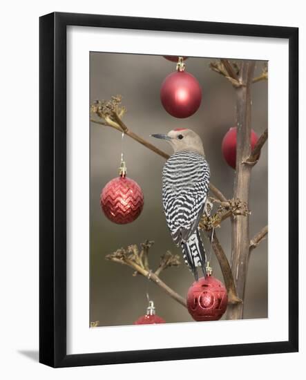 Arizona, Buckeye. Male Gila Woodpecker on Decorated Stalk at Christmas Time-Jaynes Gallery-Framed Photographic Print