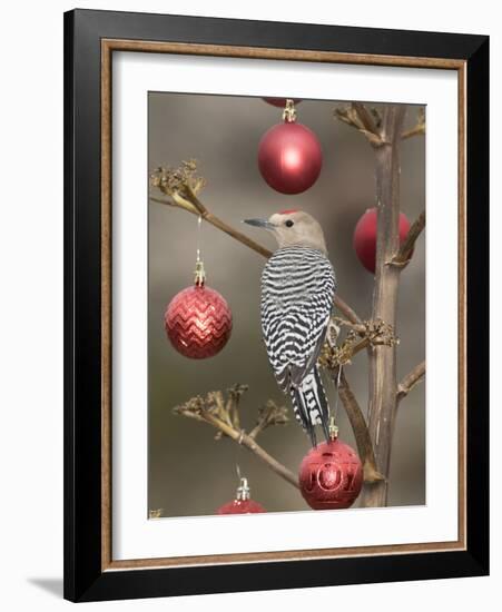 Arizona, Buckeye. Male Gila Woodpecker on Decorated Stalk at Christmas Time-Jaynes Gallery-Framed Photographic Print