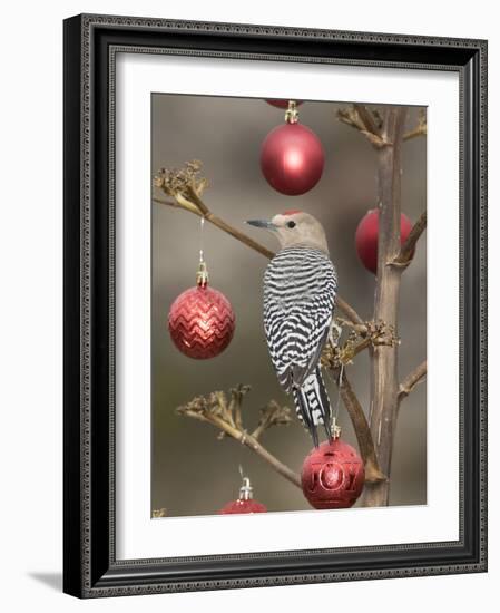 Arizona, Buckeye. Male Gila Woodpecker on Decorated Stalk at Christmas Time-Jaynes Gallery-Framed Photographic Print