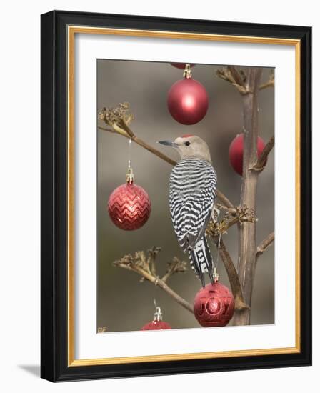 Arizona, Buckeye. Male Gila Woodpecker on Decorated Stalk at Christmas Time-Jaynes Gallery-Framed Photographic Print